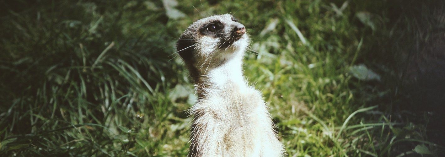 meerkat alertly looking into the distance in a grassy field